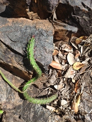 Harrisia bonplandii, photograph (c) Antoinette Eyssell Knox, some rights reserved (CC BY-SA)