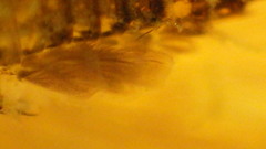 Maccaffertium mediopunctatum