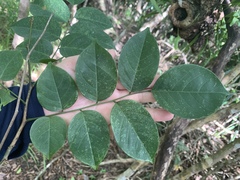 Pterocarpus indicus