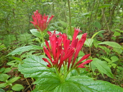 Spigelia longiflora