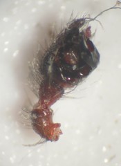 Steatoda bipunctata