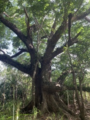 Pterocarpus indicus