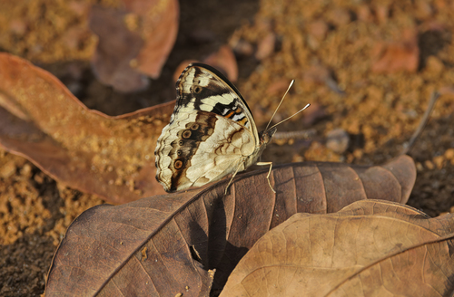 Blue-spot Pansy