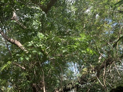 Pterocarpus indicus