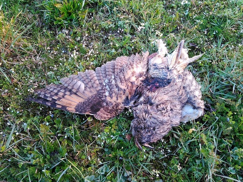 View observation of {o.common_name} on iNaturalist