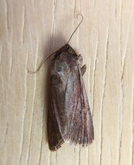 Tesagrotis corrodera