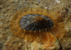 Diodora saturnalis