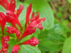 Spigelia longiflora