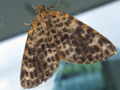 Arichanna melanaria