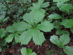 Rodgersia podophylla