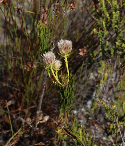 Bearded Spiderhead (Serruria phylicoides)