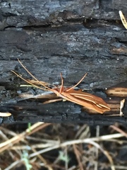 Psychoglypha
