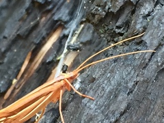 Psychoglypha