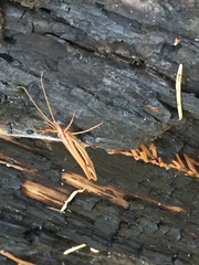 Psychoglypha