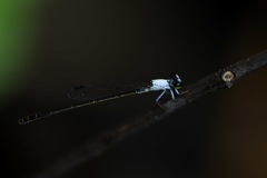 Agriocnemis exsudans