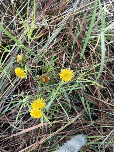 Button Vomitdaisy (Geigeria burkei)