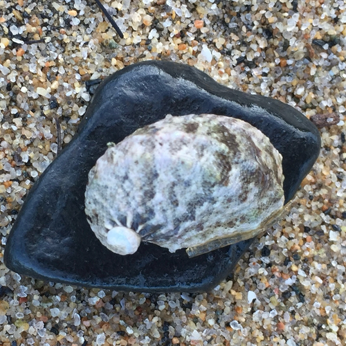 Stomatia phymotis observed 2026-02-26