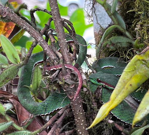 Tenasserim Green Pitviper