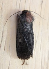 Abagrotis mirabilis