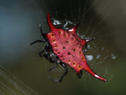 Common Kitespider