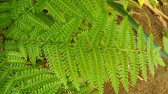 Pteris tripartita