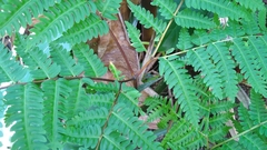 Pteris tripartita