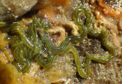 Eulalia myriacyclum image