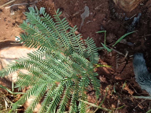 Dwarf Elephantroot (Entada elephantina)