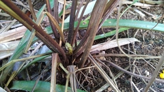 Pteris tripartita
