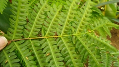 Pteris tripartita