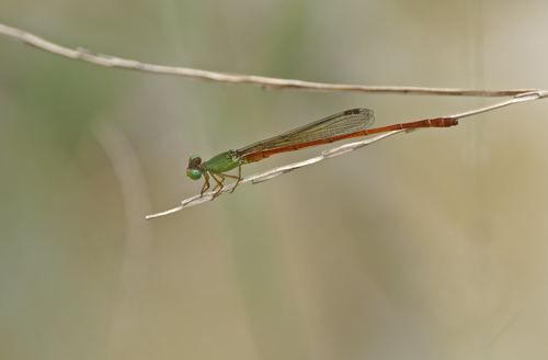 Common Citril