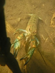 Cherax quadricarinatus