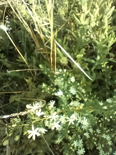 Yellow-stem Asparagus (Asparagus flavicaulis)