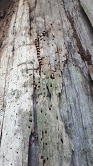 Scolecophis atrocinctus