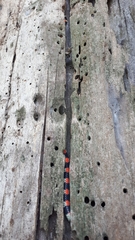 Scolecophis atrocinctus