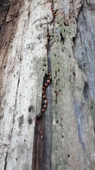 Scolecophis atrocinctus