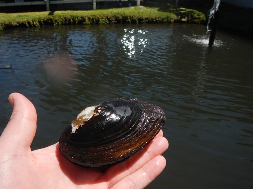Sinanodonta pacifica