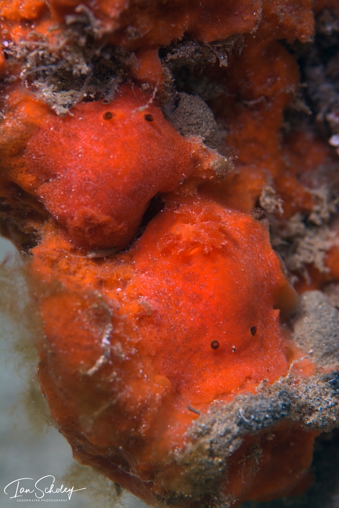 Discodoris paroa