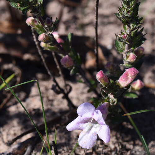 wild penstemon (Graderia scabra)