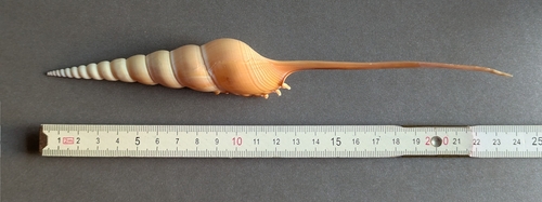 Tibia fusus, 2026-02-25