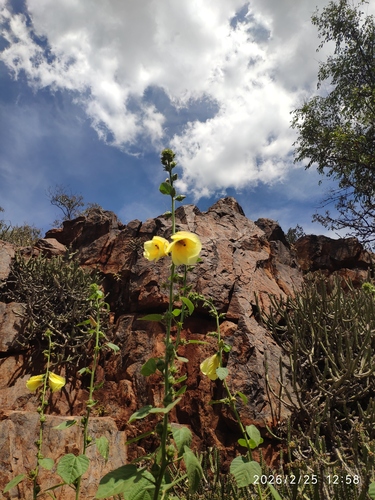 Wild Hibiscus (Hibiscus engleri)