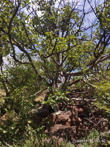 Large-leaved rock fig (Ficus abutilifolia)