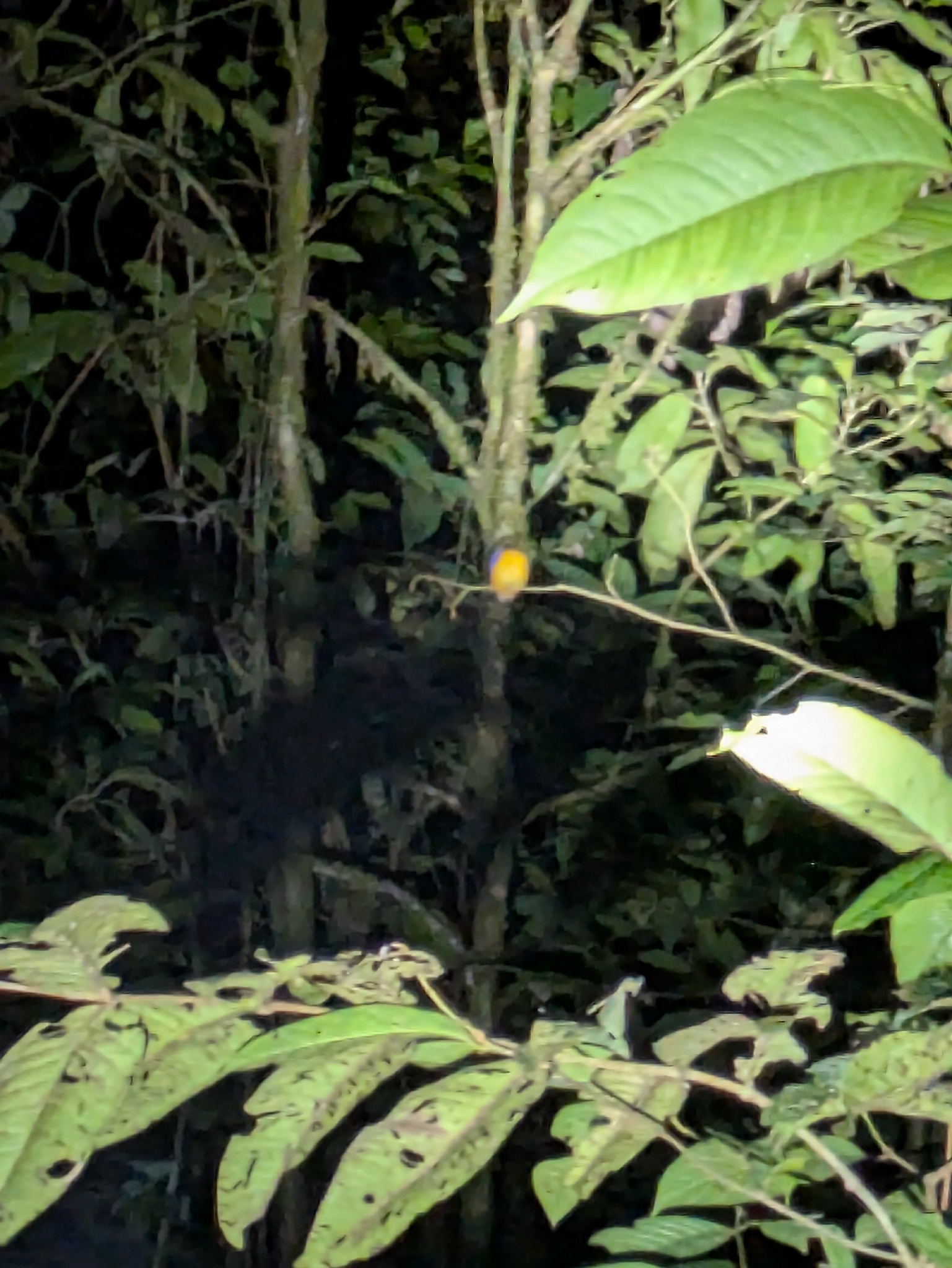 Papuan Dwarf Kingfisher (Ceyx solitarius), photo 3