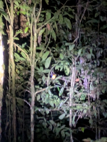 Papuan Dwarf Kingfisher (Ceyx solitarius), photo 6
