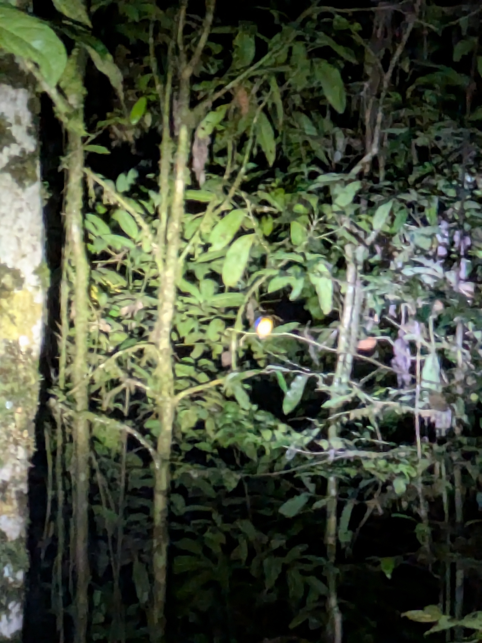Papuan Dwarf Kingfisher (Ceyx solitarius), photo 5
