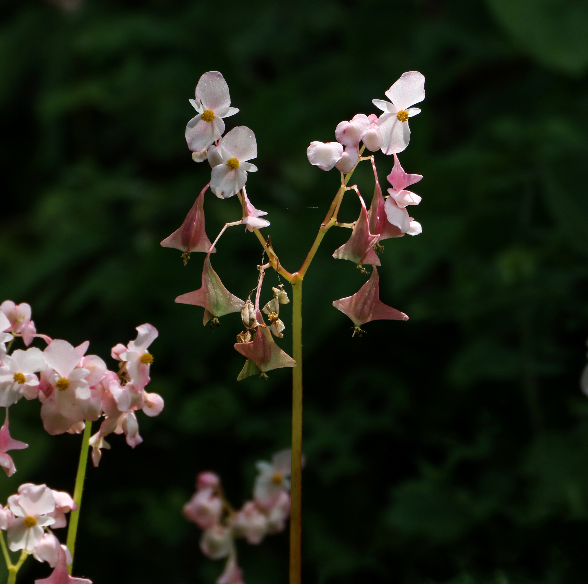 Begonia jubar (Begonia jubar)
