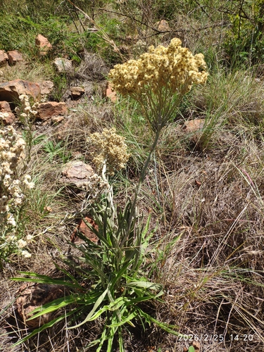 Icholocholo (Helichrysum nudifolium)