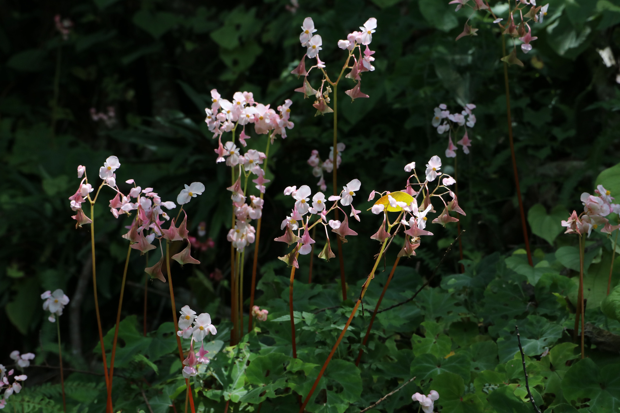 Begonia jubar — ảnh 2