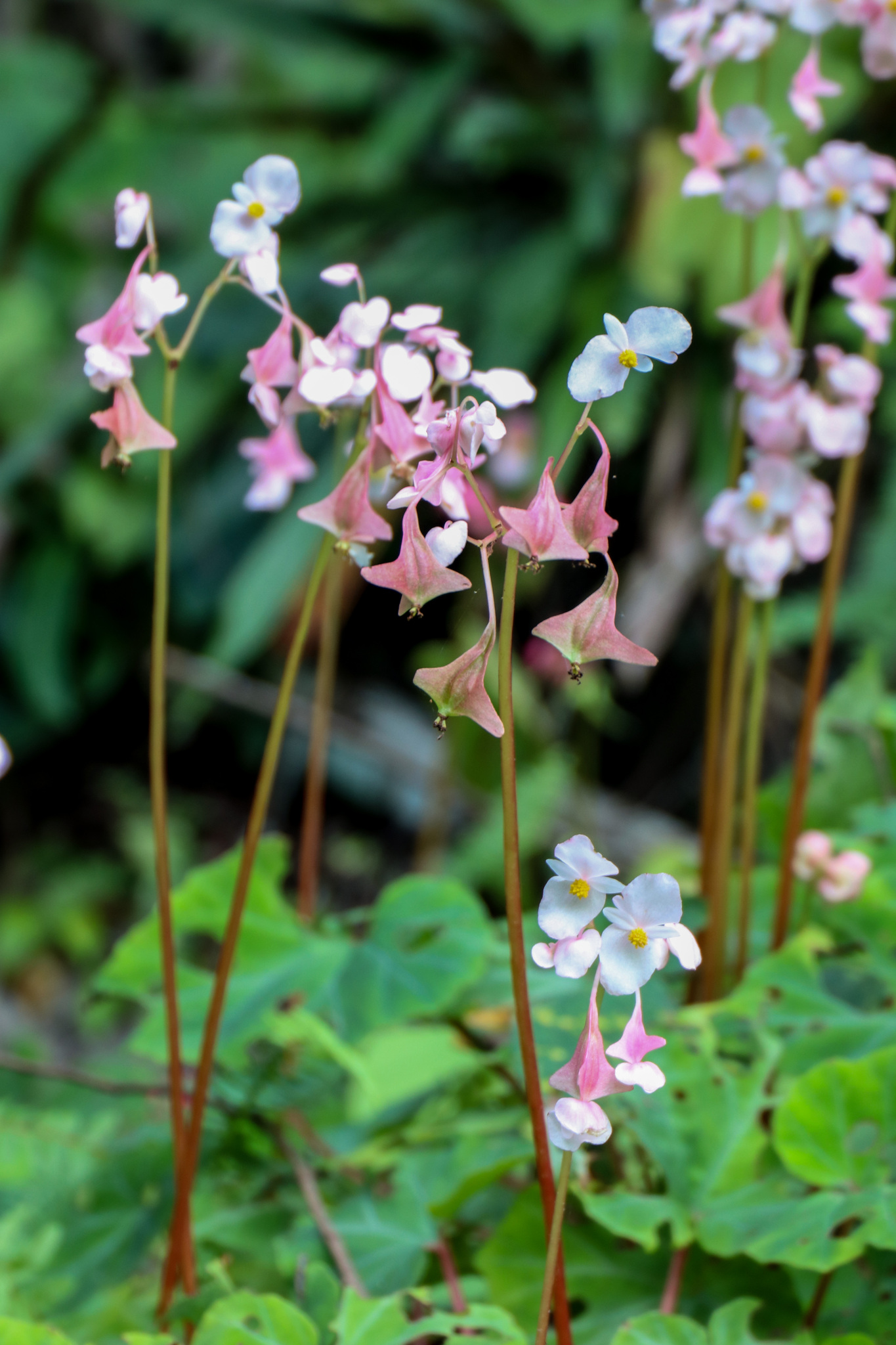 Begonia jubar — ảnh 3