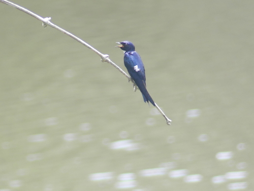 White-throated Blue Swallow